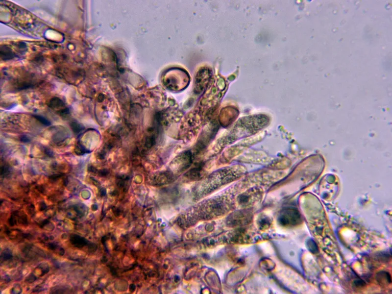 Clavulina cinerea 10 - Basidios